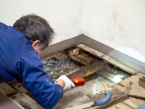 Sutter Creek, CA Mold Removal Company