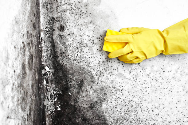 Mold Removal Process in Sutter Creek, CA
