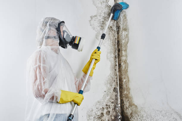 Best Office Mold Removal Services  in Sutter Creek, CA