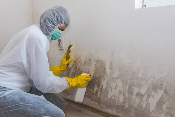 Best Crawl Space Mold Removal  in Sutter Creek, CA