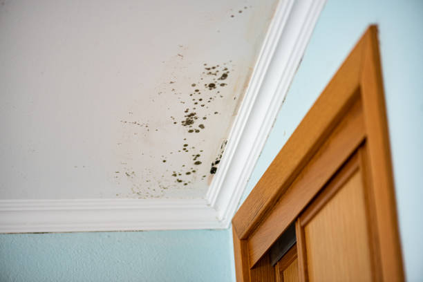 Best Residential Mold Removal  in Sutter Creek, CA