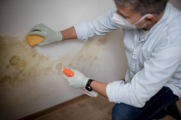 Best Toxic Mold Removal  in Sutter Creek, CA