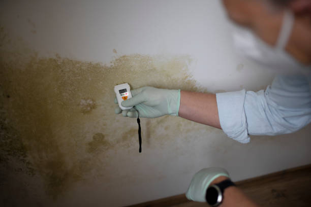Best Mold Removal Process  in Sutter Creek, CA