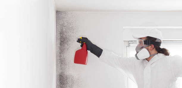 Best Mold Remediation  in Sutter Creek, CA