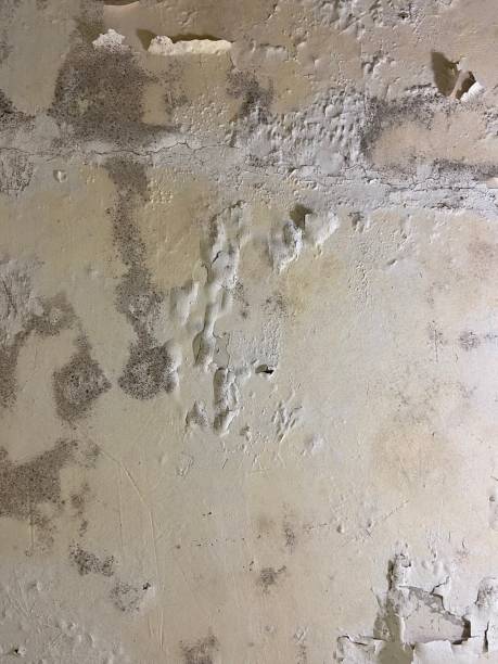 Best Mold Removal Near Me  in Sutter Creek, CA