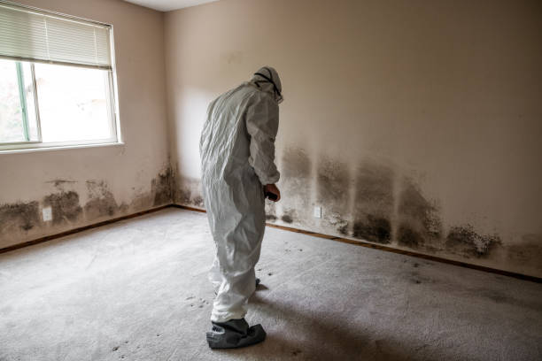 Best Mold Damage Repair  in Sutter Creek, CA