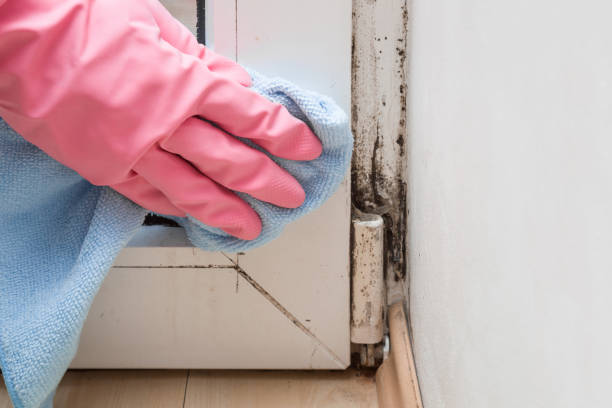 Mold Testing and Removal in Sutter Creek, CA