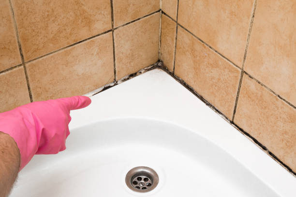 Best Black Mold Removal  in Sutter Creek, CA