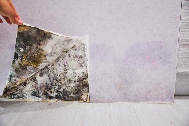 Home Mold Removal in Sutter Creek, CA